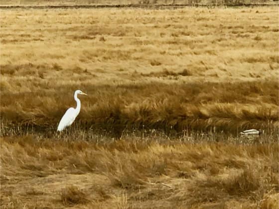 The saltmarsh at Goldthwait Reservation