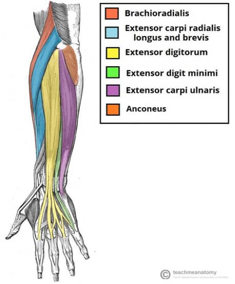 The extensor muscles in the forearm.