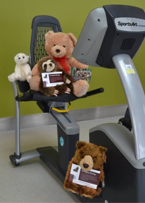 Bears and a sloth take a break from their workout